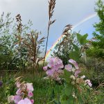 View from yard of El Salto Peak with rainbow and sweet peas